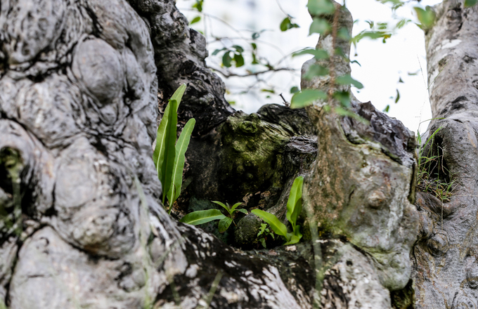 Cây bằng lăng ghép trăm tuổi giá hơn một tỷ đồng ở Sài Gòn